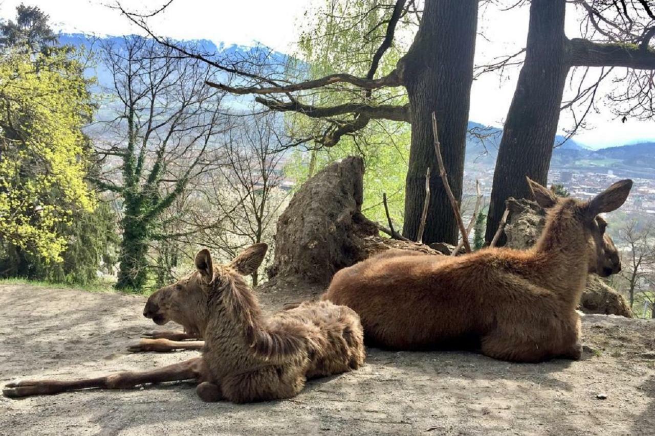 Appartmenthaus Birkenwald Seefeld in Tirol Bagian luar foto