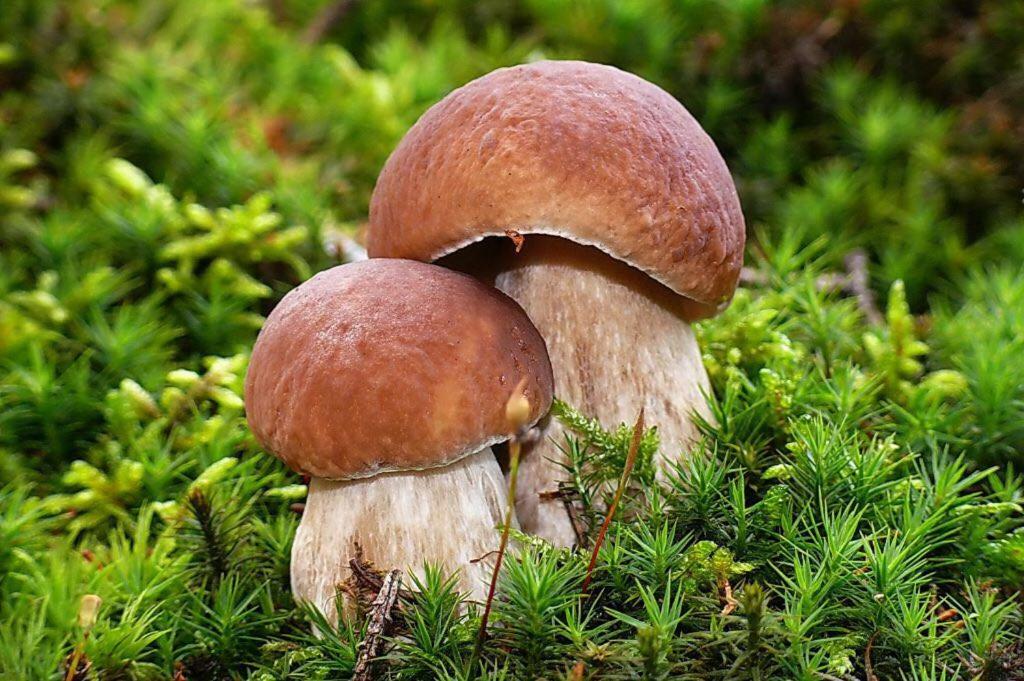 Appartmenthaus Birkenwald Seefeld in Tirol Bagian luar foto